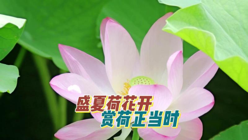 【邹视频·新闻】55秒 | 盛夏荷花开 赏荷正当时